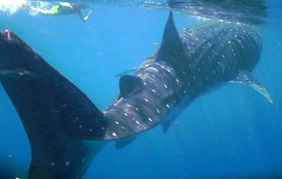 playa del carmen spanish school